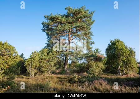 Scots pine (Pinus sylvestris) and common juniper (Juniperus communis), blue sky, Lueneburg Heath, Lower Saxony, Germany Stock Photo