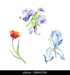 Watercolor pastel irises and tulip Floral illustration with delicate purple and irises red tulip Botanical for postcards, posters, decor, Women's day Stock Photo