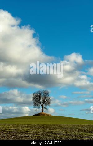 A solitary tree stands on a grassy hill under a blue sky filled with fluffy clouds during a sunny afternoon Auvergne, France, Europe Stock Photo