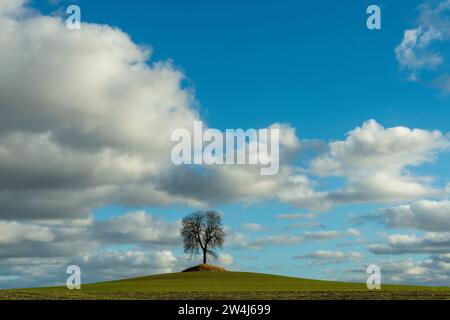 A solitary tree stands on a grassy hill under a blue sky filled with fluffy clouds during a sunny afternoon Auvergne, France, Europe Stock Photo