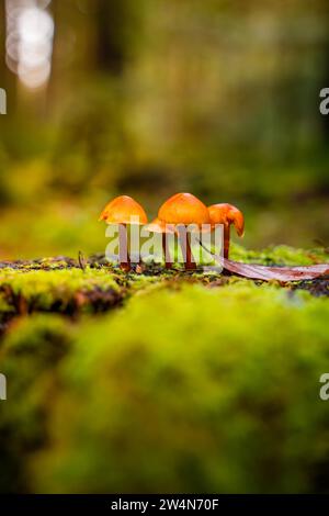 Three small mushrooms growing on a damp, mossy substrate, Calw, Black Forest, Germany Stock Photo