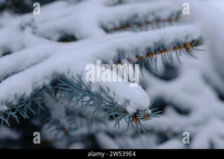 Branches blue spruce are covered with snow Stock Photo