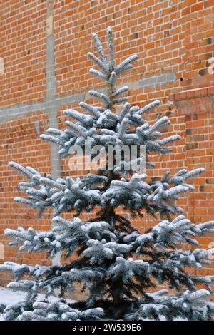 Blue fir tree is covered with snow against background red brick wall Stock Photo