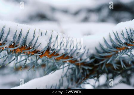 Branches blue spruce are covered with snow Stock Photo