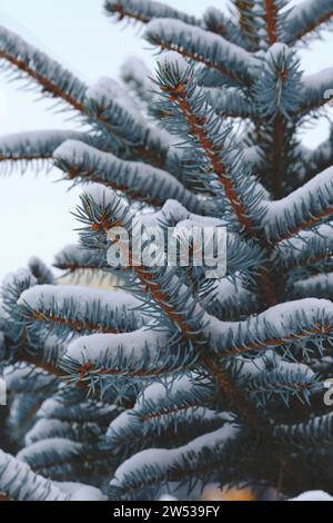 Branches blue spruce are covered with snow Stock Photo