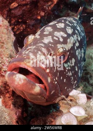 Portrait of dusky grouper (Epinephelus marginatus) (Mycteroperca marginatus) with open mouth in the Mediterranean Sea. Dive site Iles Medes, L' Stock Photo