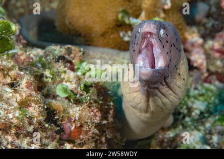 Close-up of small moray eel species geometric moray (Gymnothorax griseus) White moray eel looks directly at observer with threatening gesture opens Stock Photo