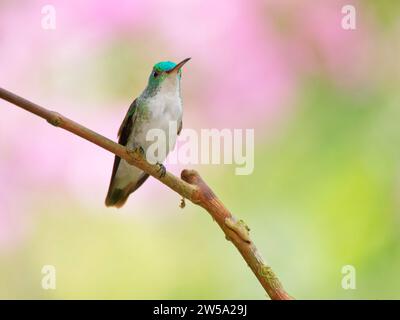 Andean Emerald Hummingbird Amazilia franciae Ecuador BI037655 Stock Photo