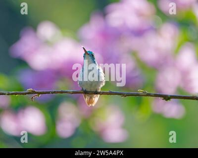 Andean Emerald Hummingbird Amazilia franciae Ecuador BI037660 Stock Photo