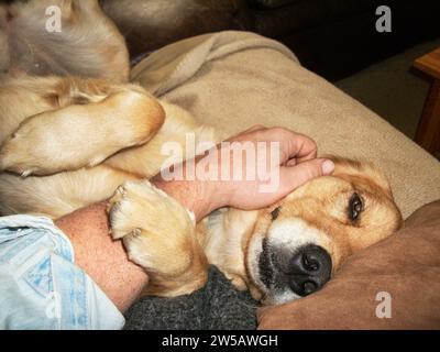 A dog holding the arm of her owner as they cuddle on a sofa as she is looking up at him lovingly. Stock Photo