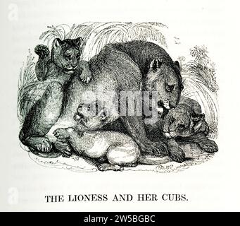 'The Lioness and Her Cubs' from 'The Tower Menagerie' taken from lifeê by William Harvey and engraved on wood by Branston and Wright Stock Photo