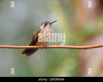 Speckled Hummingbird Adelomyia melanogenys Ecuador BI038373 Stock Photo