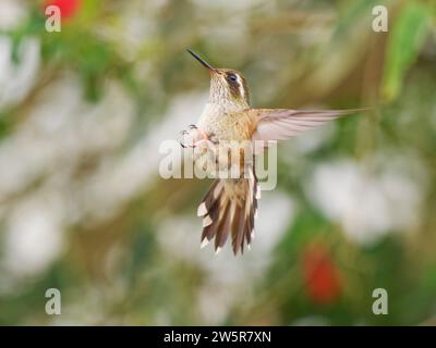 Speckled Hummingbird - in flight Adelomyia melanogenys Ecuador BI038375 Stock Photo