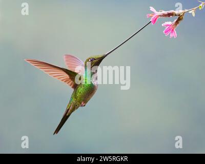 Sword-billed Hummingbird - feeding at flower Ensifera ensifera Ecuador BI038398 Stock Photo