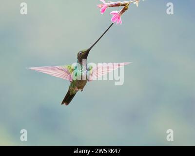 Sword-billed Hummingbird - feeding at flower Ensifera ensifera Ecuador BI038407 Stock Photo