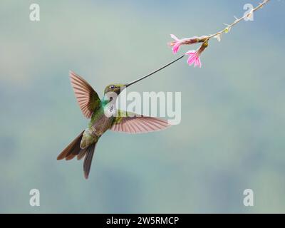 Sword-billed Hummingbird - feeding at flower Ensifera ensifera Ecuador BI038410 Stock Photo