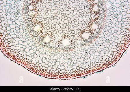 Monocot root cross section showing parenchyma, endodermis, perycicle ...