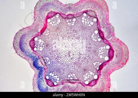 Dicot stem showing epidermis, cortex, pericycle, vascular bundles ...