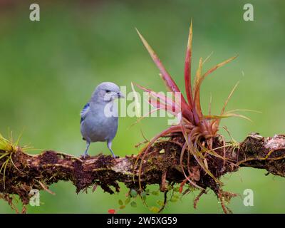 Blue Grey Tanager Thraupis episcopus Ecuador BI038660 Stock Photo