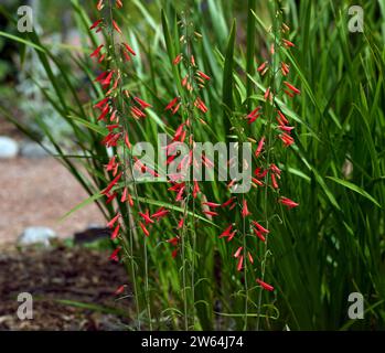 Colorful Firecracker Penstemon flowers growing against leafy greenery in a garden pathway. Stock Photo