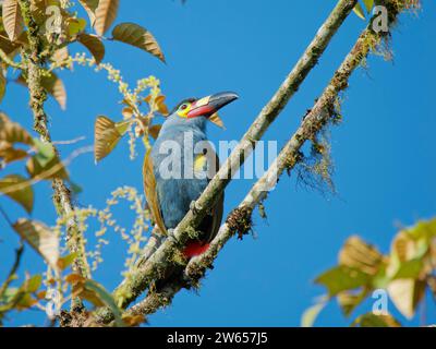 Plate Billed Mountain Toucan Andigena laminirostris Ecuador BI039044 Stock Photo