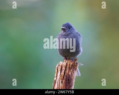 Smoke Colored Peewee Flycatcher Contopus fumigatus Ecuador BI039170 Stock Photo