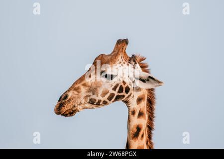 Close-up of a Masai giraffe, also known as G.c.tippelskirchi, set against a clear blue sky in Kenya's wilderness. Stock Photo