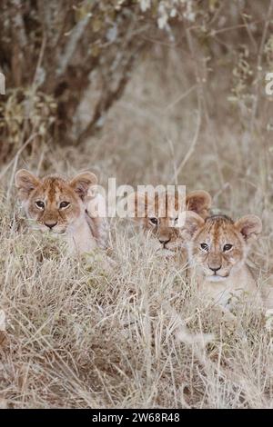 A group of three lion cubs calmly gazing forward while resting amidst the dry grasses of Kenya's savannah, representing Africa's diverse wildlife. Stock Photo