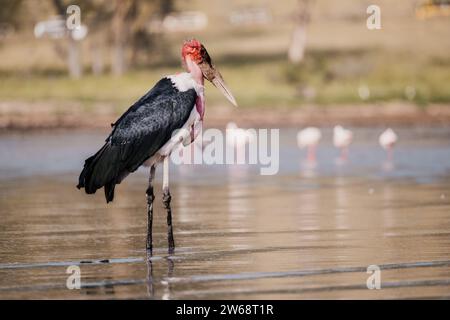 Side view of a solitary marabou stork standing on water against blurred background Stock Photo