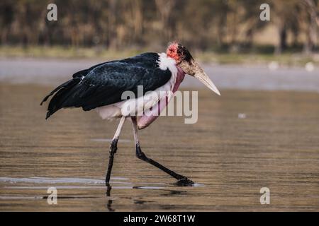 Side view of a solitary marabou stork strides through the shallow waters, its long legs and large beak prominent against the watery backdrop Stock Photo