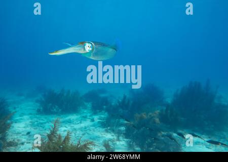 A squid glides through blue ocean waters with a sandy sea floor and diverse marine plants in the background. Stock Photo