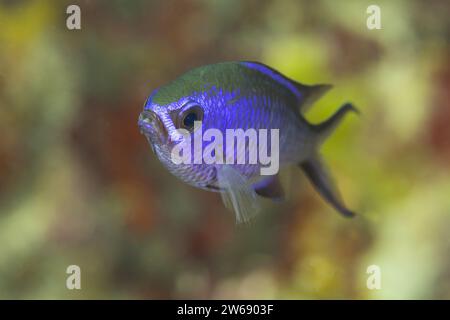 A vibrant blue damselfish glides through a colorful coral reef background. Stock Photo