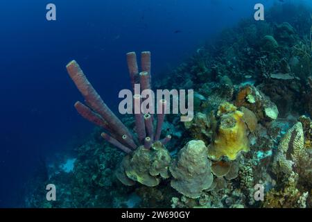 A colorful coral reef thrives underwater, featuring purple tube sponges and various corals against a deep blue sea. Stock Photo