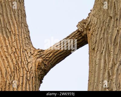 Eastern Cottonwood Trees - inosculation example Populus deltoides Magee Marsh, Ohio, USA PL002388 Stock Photo
