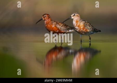 Two Curlew Sandpiper birds stand reflected in the calm waters of Ciudad Real's wetlands, showcasing the region's tranquil natural habitat. Stock Photo