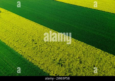 Vast green agricultural crop field stretching to horizon under blue sky ...