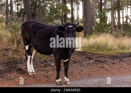 Black cow with white spots and horns looking at camera while grazing standing on wet road in forest with dry grass plants and trees against blue sky i Stock Photo