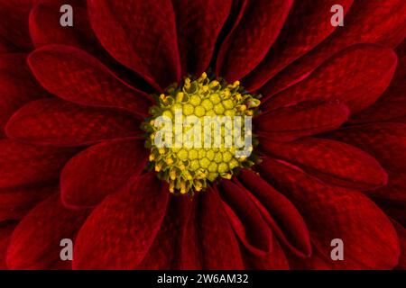 A close-up image of a stunning red flower with a vivid yellow center, photographed at the Chapultepec Forest Botanical Garden and Greenhouse in Mexico Stock Photo