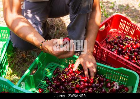 High angle crop hands of anonymous male farmer collecting fresh cherries in plastic crates at organic farm Stock Photo