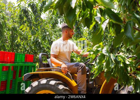Young male farmer dressed in casuals sitting on tractor with crates behind amidst green cherry trees in organic orchard on sunny day Stock Photo