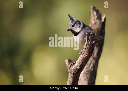 A crested bird is perched attentively on a weathered branch, set against a soft-focused green background Stock Photo