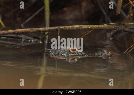 Closeup of menacing gaze of an alligator lurking in murky water, its eyes and snout barely emerging above the surface, amidst the tangled branches of Stock Photo