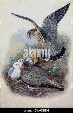 Merlin; Falco aesalon; Falco columbarius Linnaeus by Joseph Wolf (1820-1899), Pencil and watercolor heightened with bodycolor, white heightening and gum arabic. c. 1862-73, Arader Galleries, New York City. Stock Photo