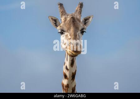 Close up of giraffe head (Giraffa camelopardalis), with funny expression, facing front against blue sky background. Stock Photo