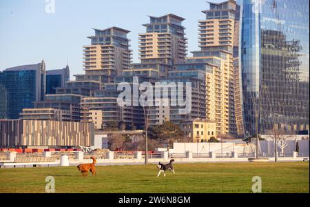 Baku. Azerbaijan. 03.31.2021. Two dogs frolic on the grass on the boulevard. Stock Photo