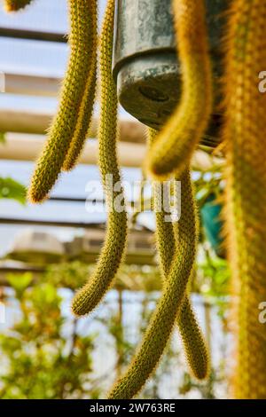 Hanging Rat Tail Cacti in Greenhouse Conservatory Stock Photo