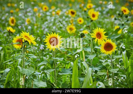 Vibrant Sunflower Field in Full Bloom, Eye-Level View Stock Photo