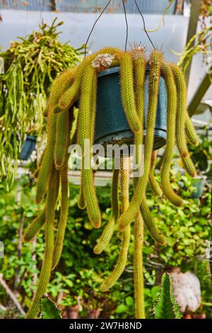 Vibrant Rat Tail Cactus in Blue Pot, Greenhouse Setting Stock Photo