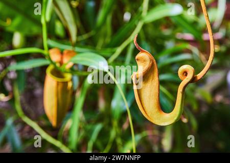 Vibrant Nepenthes Pitcher Plant Close-up in Conservatory Stock Photo