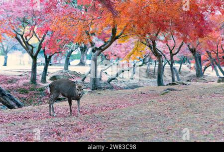 Nara deer roam free in Nara Park, Japan for adv or others purpose use Stock Photo